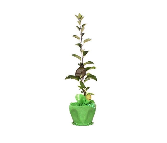 Apfelbaum