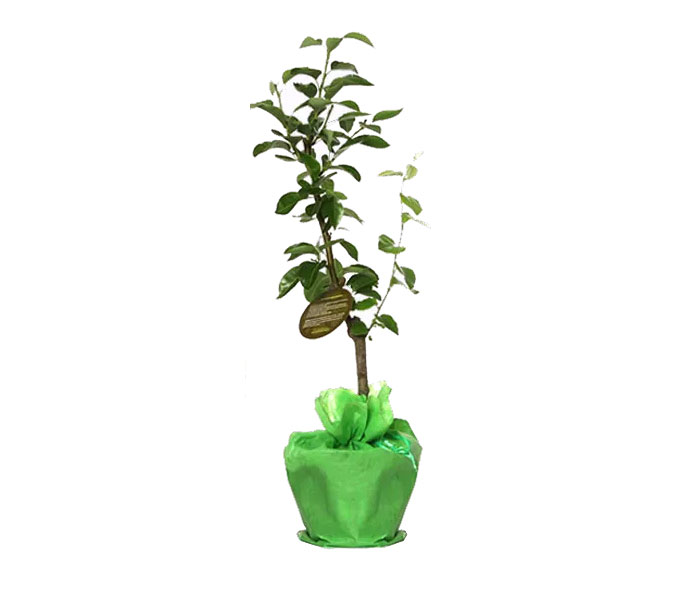 Birnbaum