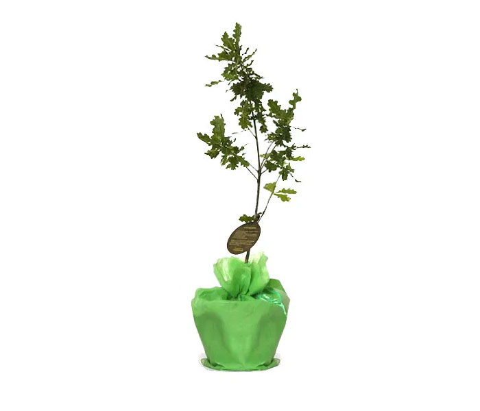 Eichenbaum