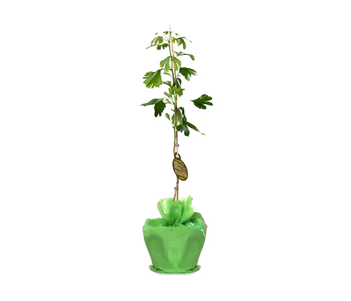 Ginkgo biloba