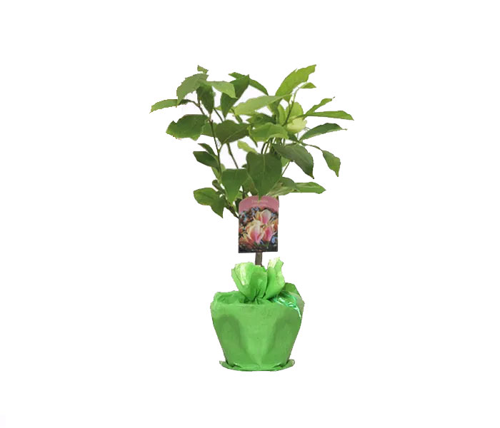 Magnolienbaum