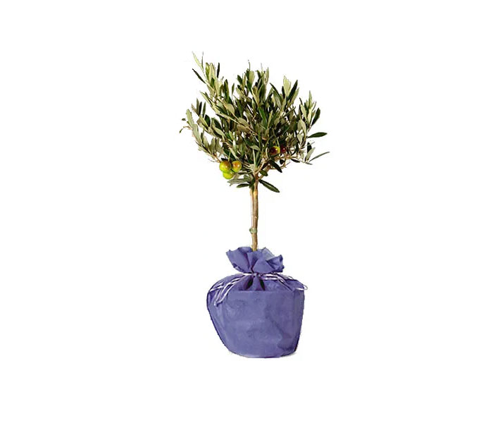 Olivenbaum