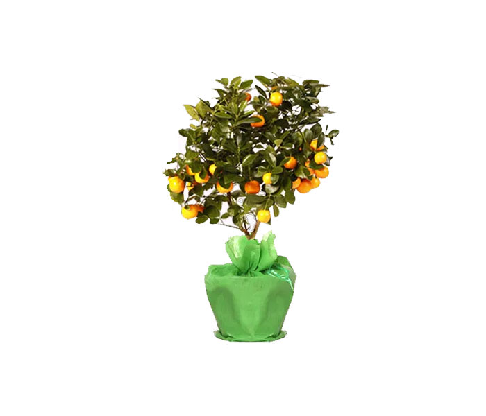 Orangenbaum