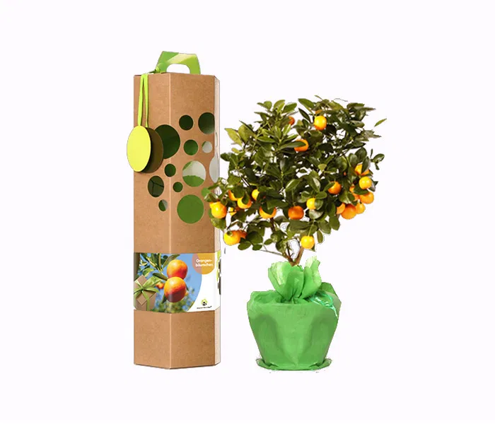 Orangenbaum